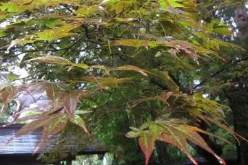 Kakunodate, préfecture d'Akita 