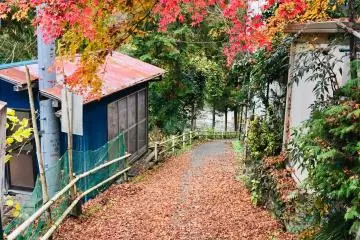 Autumn colors on a path above the Tama River