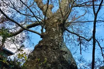 Though not as ancient as the shrine, the trees are large and beautiful