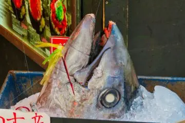 Tsukiji Fish Market