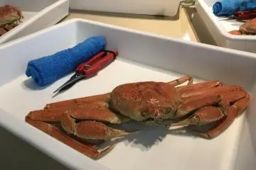A daunting scene - but it certainly makes you appreciate this delicacy!