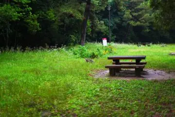 A cat in the grass guarding the Odo Daijingu shrine