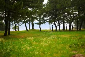 There are both forest and open grass spaces