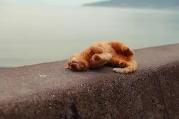 The park is home to many stray cats