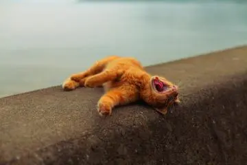 The park is quiet enough for a midday catnap on the shore