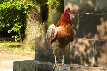 Beautiful Japanese roosters walking around.