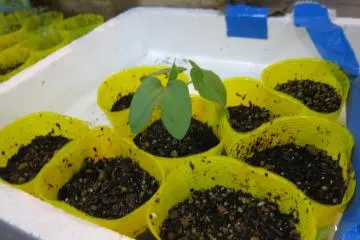 Growing plants for a good cause
