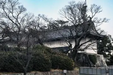 A view through the trees.