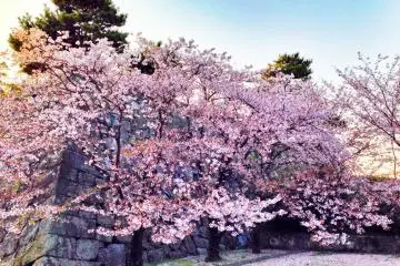 Sakura at Saga Castle (April 2014)
