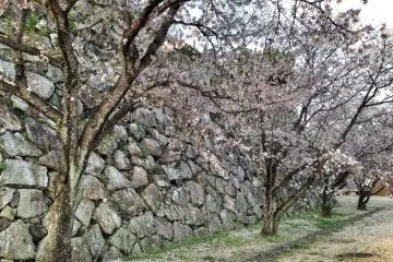 Sakura at Saga Castle (April 2014)