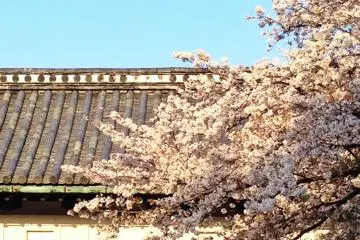Sakura at Saga Castle (April 2014)