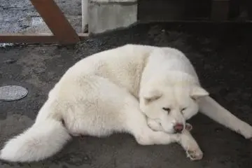  Anjing Akita berbulu putih sedang tidur