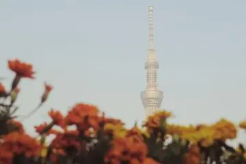 There are different kinds of flowers located in some areas of the promenade.