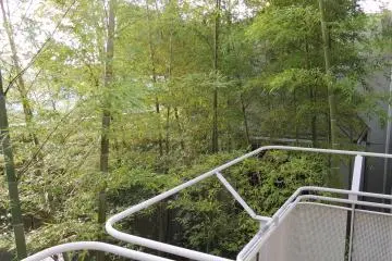 Bamboo forest in the hotel
