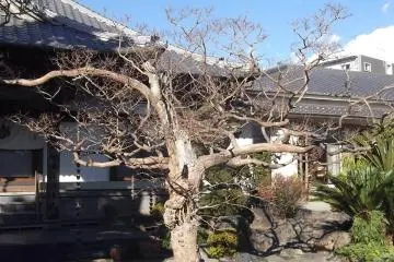 Encircled by raked gravel, this tree will blossom in the spring