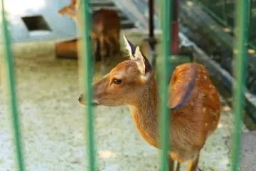I had an intimate interaction with the deer; they are very inquisitive