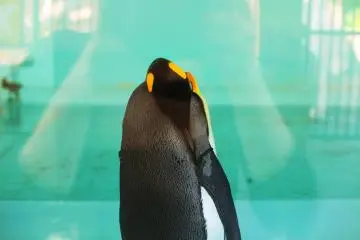A sleepy penguin tucked up in the shade