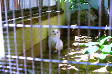 A grumpy owl glaring at my papparazi style snapping