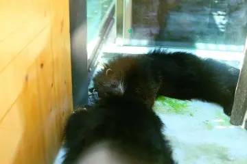 My first experience of a Bearcat--a little creepy, right?