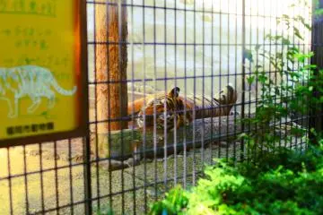 Typical pussy cat snoozing in the shade