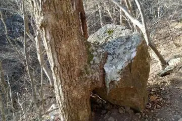 This tree stopped the rolling rock, they are forever stuck together