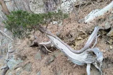 A natural bonsai