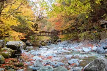 Vine bridge and momiji