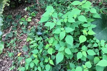 Some of the plants here are used in royal ceremonies