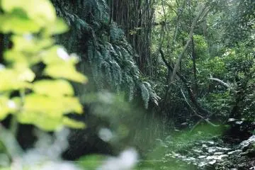 Sefa Utaki is the Okinawan way of acknowledging the “ultimate ancestor” (Photo: <a href="https://www.flickr.com/photos/designluxs/15763739147/in/photolist-d2S65-d2RRe-d2RVh-d2Sdz-787cxi-EcZwNL-q1ZhrZ-qK8scA-r2wSgr-66pbSB-r2FVSk-d2RT3-itTTut-itTsA9-66tQ9W-qZoL6U-q5U4gH-q5FqGL-r2wThV-itTQpj-itTYj9-itUzMd-4Ktknq-itU5D3-itTjXe-d2RFE-msyncd-mswFL2-msvNkr-mswBGR-mswvJ8-msy8kA-agmxXH" target="_blank" rel="noreferrer noopener nofollow">Design Lux</a>)