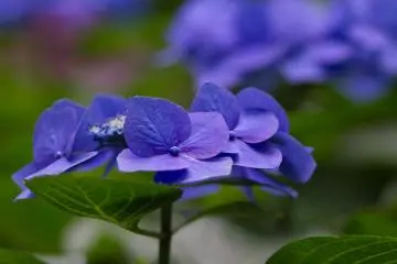 다양하고 멋진 색깔을 띈 수국