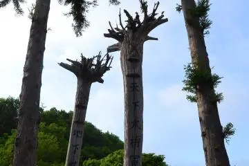 <p>Two old trees symbolic of a male and female military general.</p>