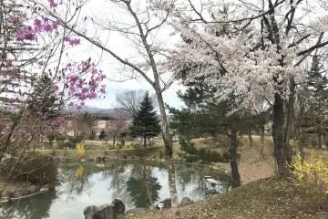 Pinks, purples and yellows abound in spring