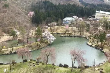 Views from a crane in cherry blossom season