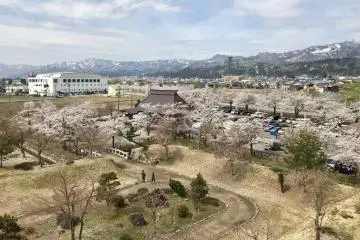 Cherry blossoms from up high!