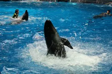 Dolphin spins