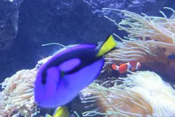 Aquatic life