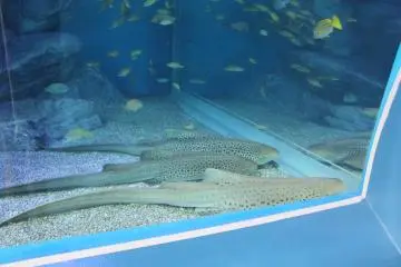 Sharks!