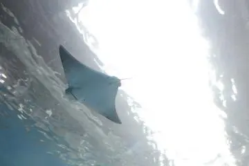 Manta ray