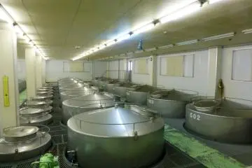 These large barrels can hold up to 12,000L of sake at any one time