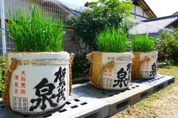 Rice plants on display just outside the Kamoizumi brewery