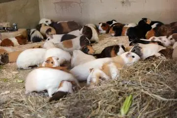 Inokashira Park Zoo