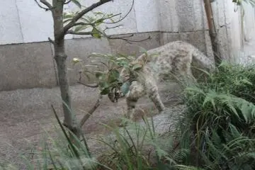 The elusive Amur Cat is one of the most popular animals at Inokashira Park Zoo.