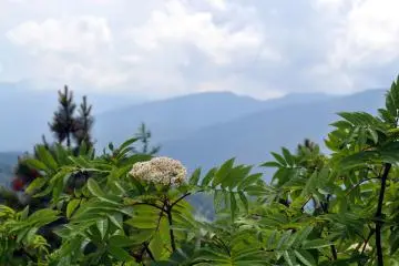 Quaint foliage