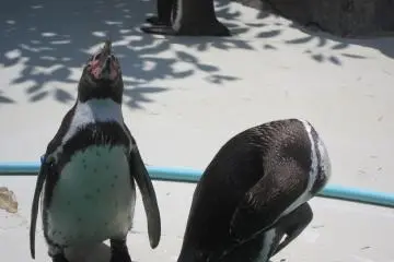 Penguins lurking around their pool, getting some moisture from the midday sun