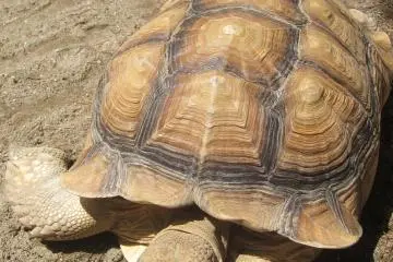 Huge old turtle chilling by