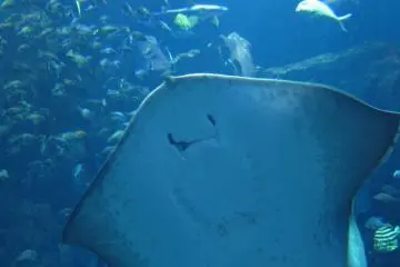 Ikan pari berenang diatas kami