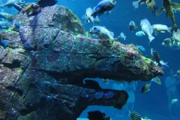 Ikan yang banyak sekali