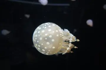 Ubur-ubur