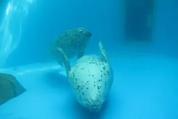 Anjing laut berenang dengan lincahnya