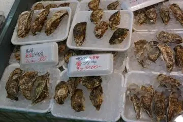 Fresh oysters